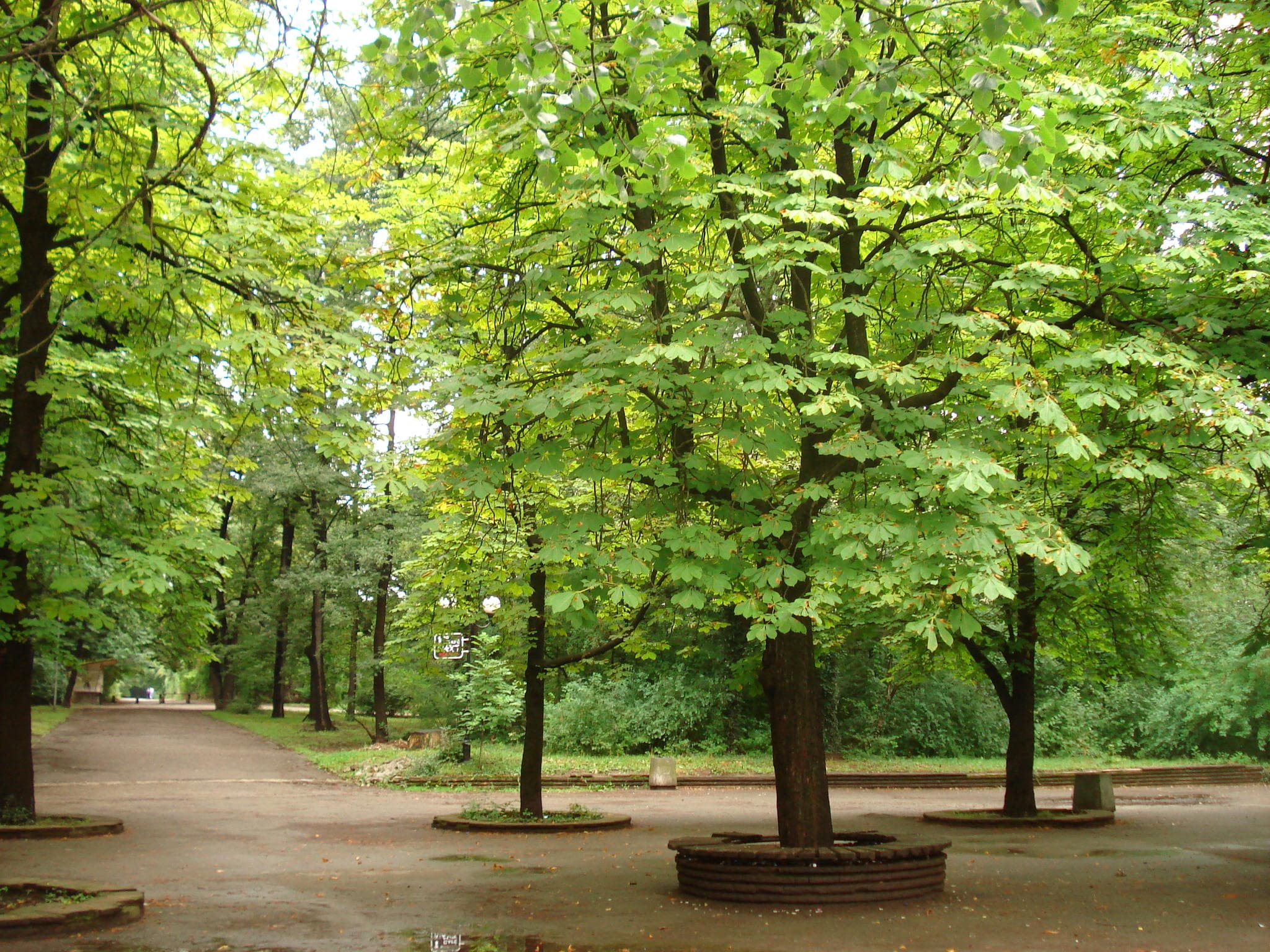 A tree-lined alley through Borisova Gradina, Sofia's largest park