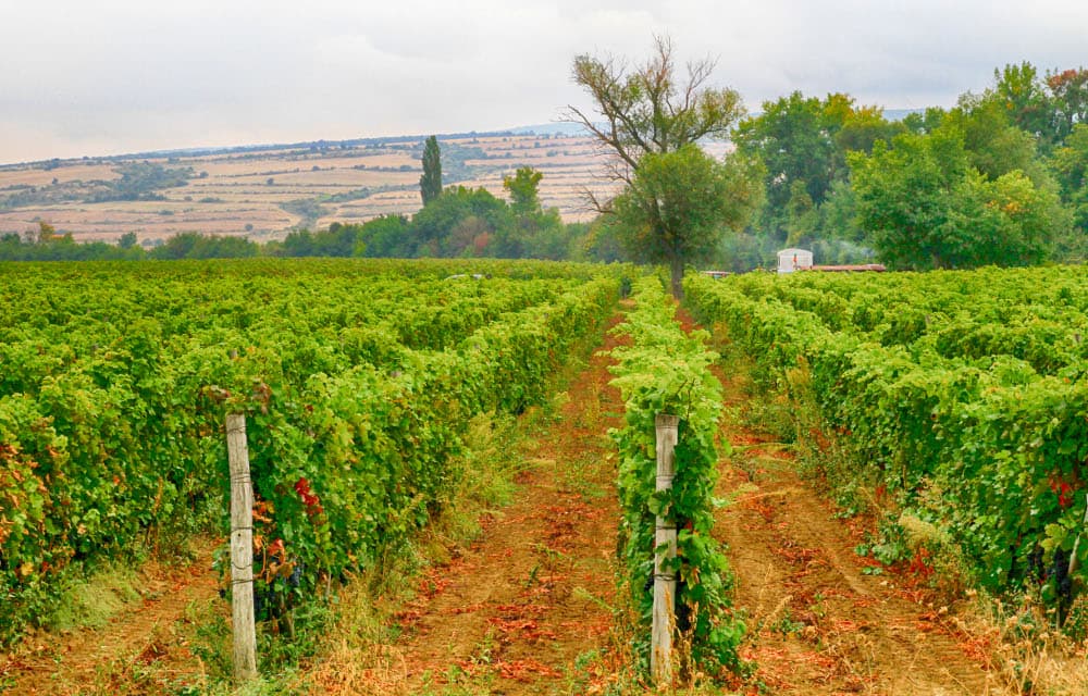 Vineyards in Bulgaria's Pomorie wine region